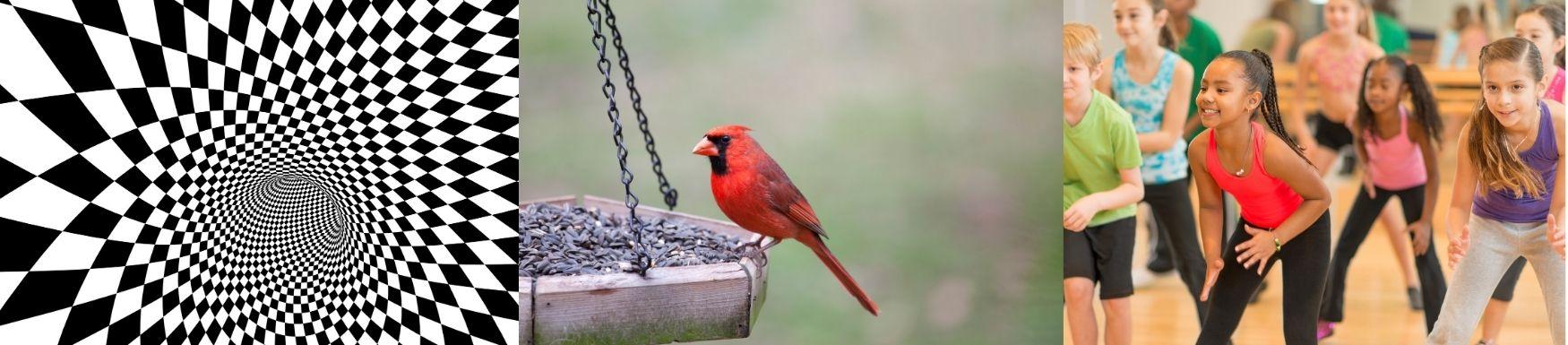 illusion bird feeder children dancing